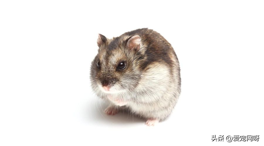 仓鼠布丁是什么品种,仓鼠品种大全及图片真实