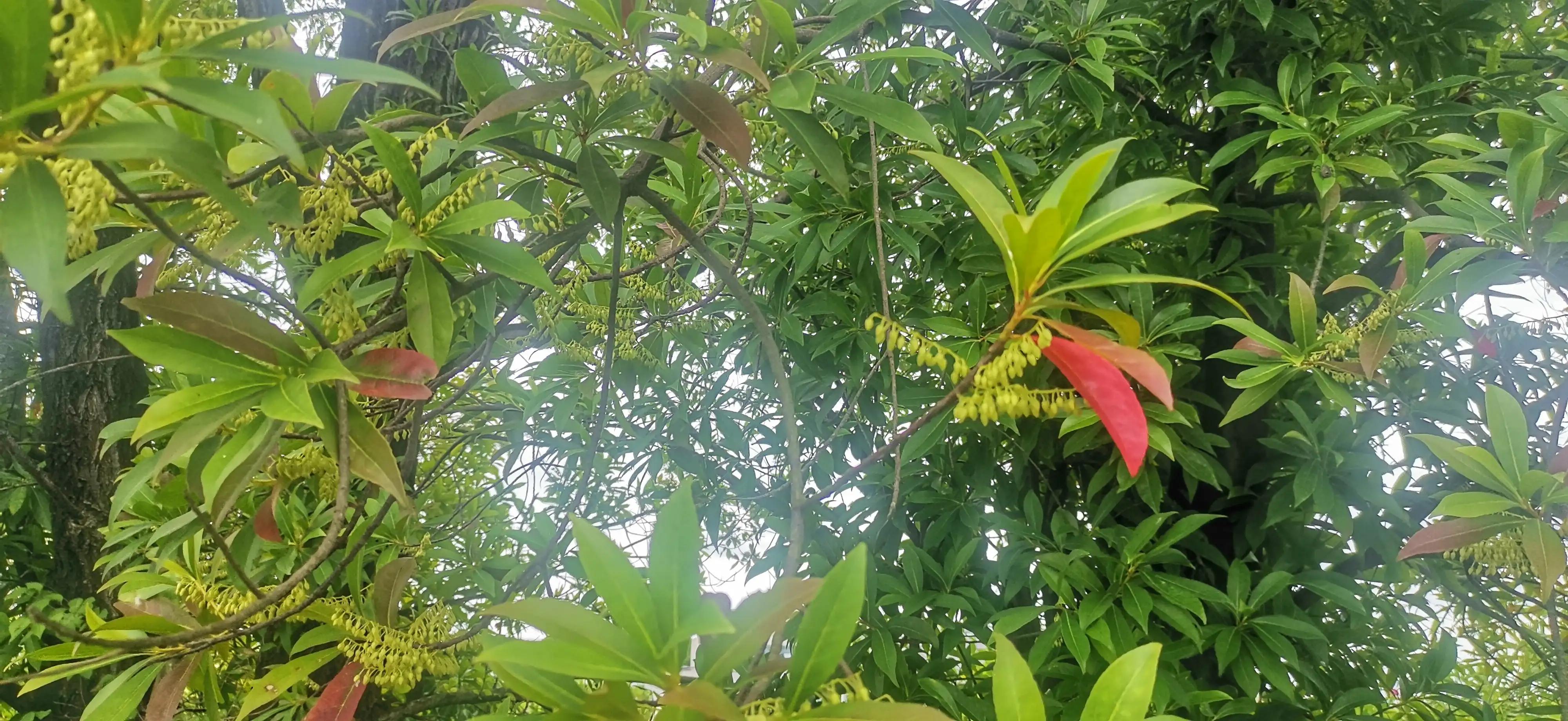 武汉梁子湖龙湾半岛度假沙滩,武汉度假村看海