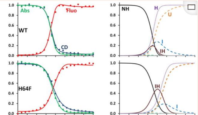 血红素蛋白结构与功能,血红素蛋白的作用效果