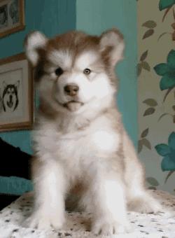 养狗多年才明白，母狗把狗崽“叼给”你，并非因为信任你