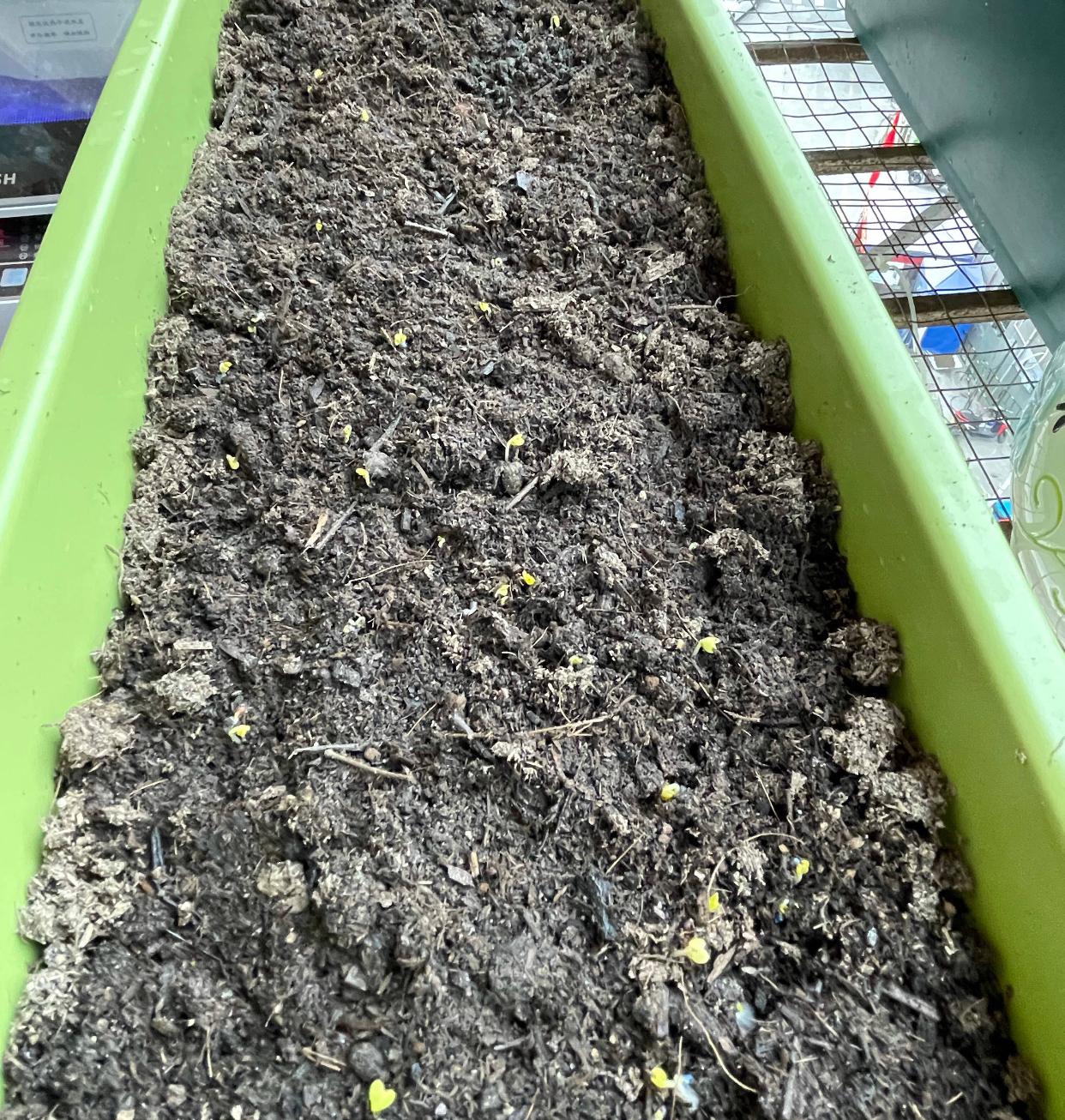 3种蔬菜,种快速生长的青菜的方法和步骤