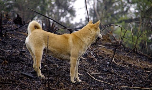 好狗不在家中死,各位主人们,你们知道这背后的原因吗?