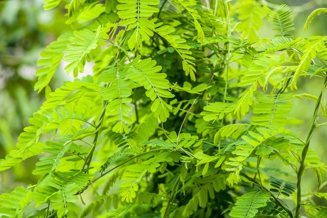 农村常见的祛湿草,农村常见祛湿草