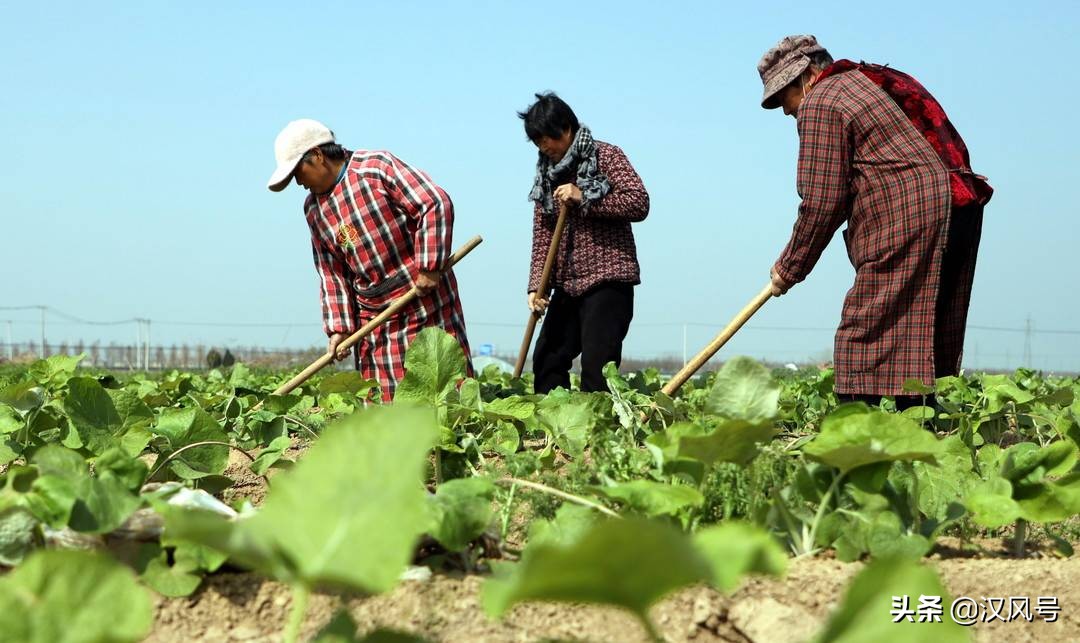 沙土地里种红薯,沙土地种出大西瓜