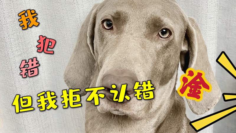 为什么打狗会有不好的事发生,为什么不能打狗民间故事