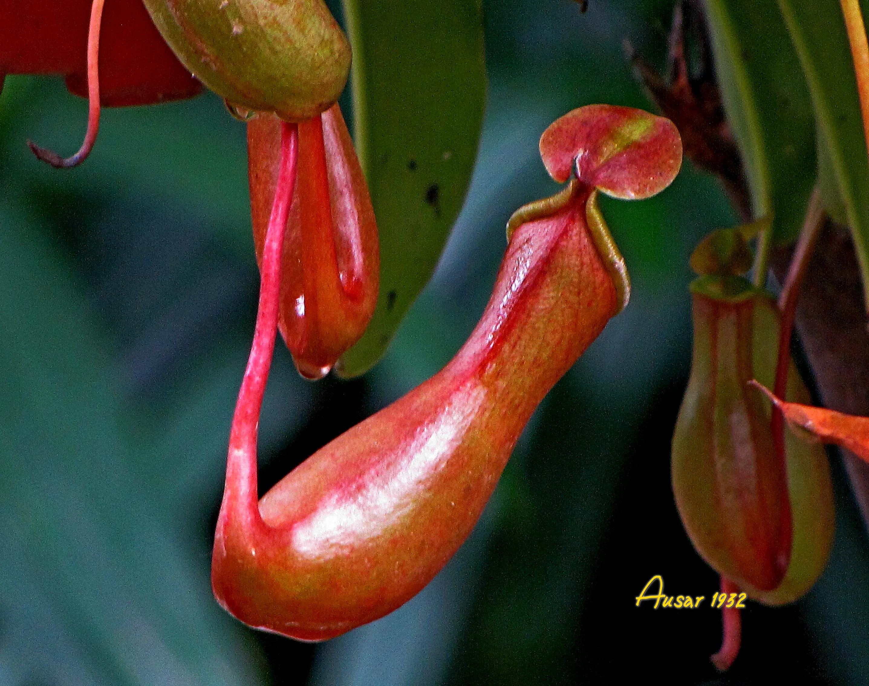 巨大猪笼草怎么捕食昆虫,小猪笼草捕食昆虫为生