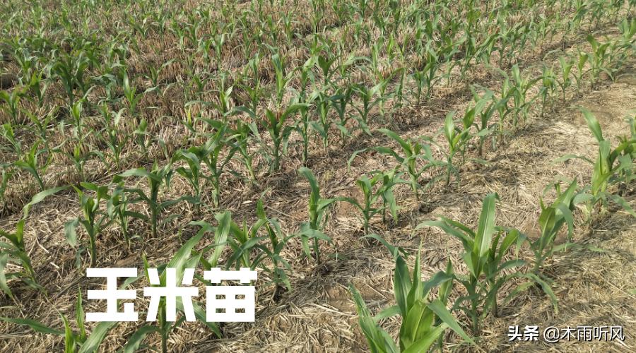 农业技术分享:沃玉3号玉米的缺点与不足