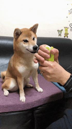 狗狗母亲,狗狗有什么表现把你当主人