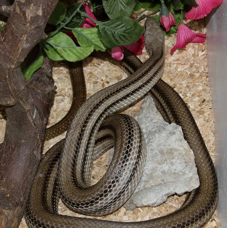 「原来欧洲有这么多种蛇？！」偷师卡塞尔的豢龙大师·下