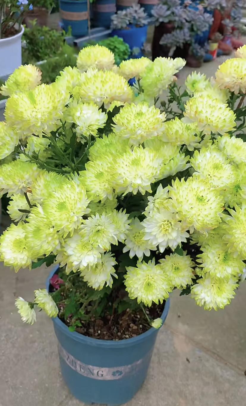 粉天赞菊花好养吗,天赞菊花冬天可以扦插吗