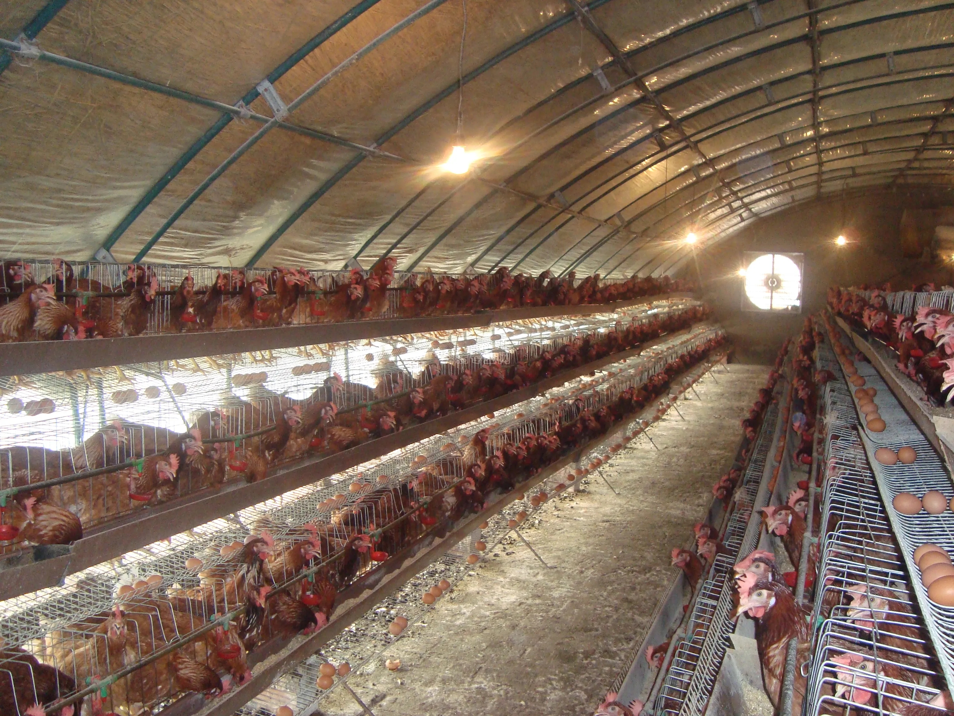 农村小伙创业养青蛙,打工小伙养殖青蛙