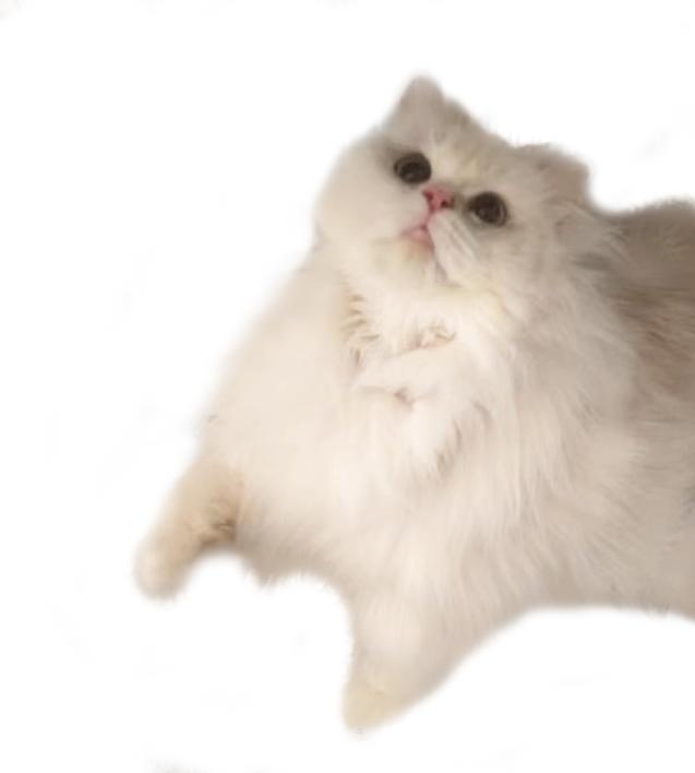 基因技术重大突破,基因科技的重大突破