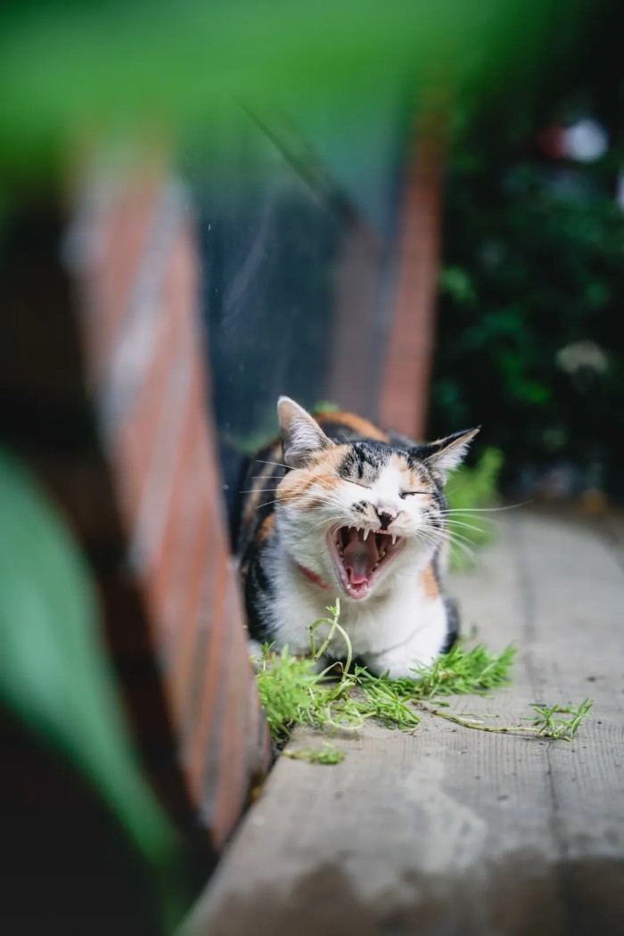 蚂蚁王国疯狂动物城,疯狂动物城初级版