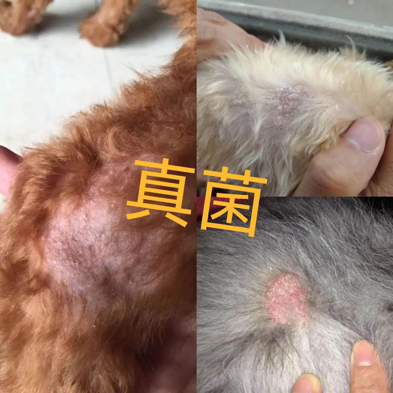 狗的皮肤病怎么治才能根除呢图片 (狗的皮肤病怎么治才能根除呢)