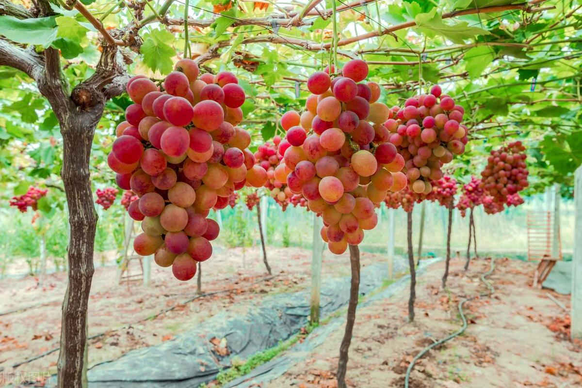 2023十大农业种植致富项目推荐,2022年最赚钱的农业行业有哪些