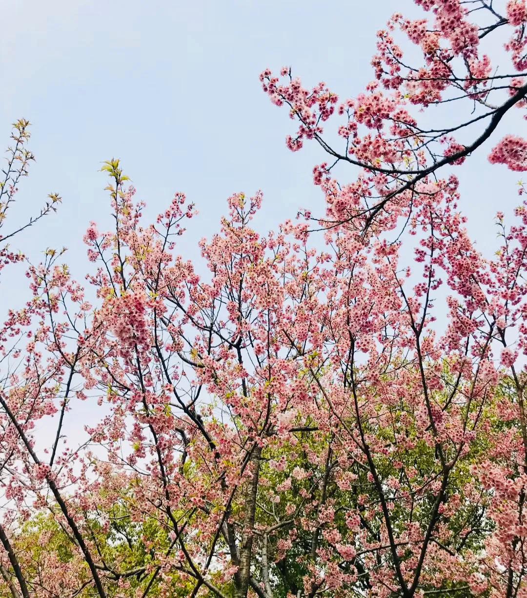 原创|重温网课时光:停课不停学,网课初体验(学生优秀习作)