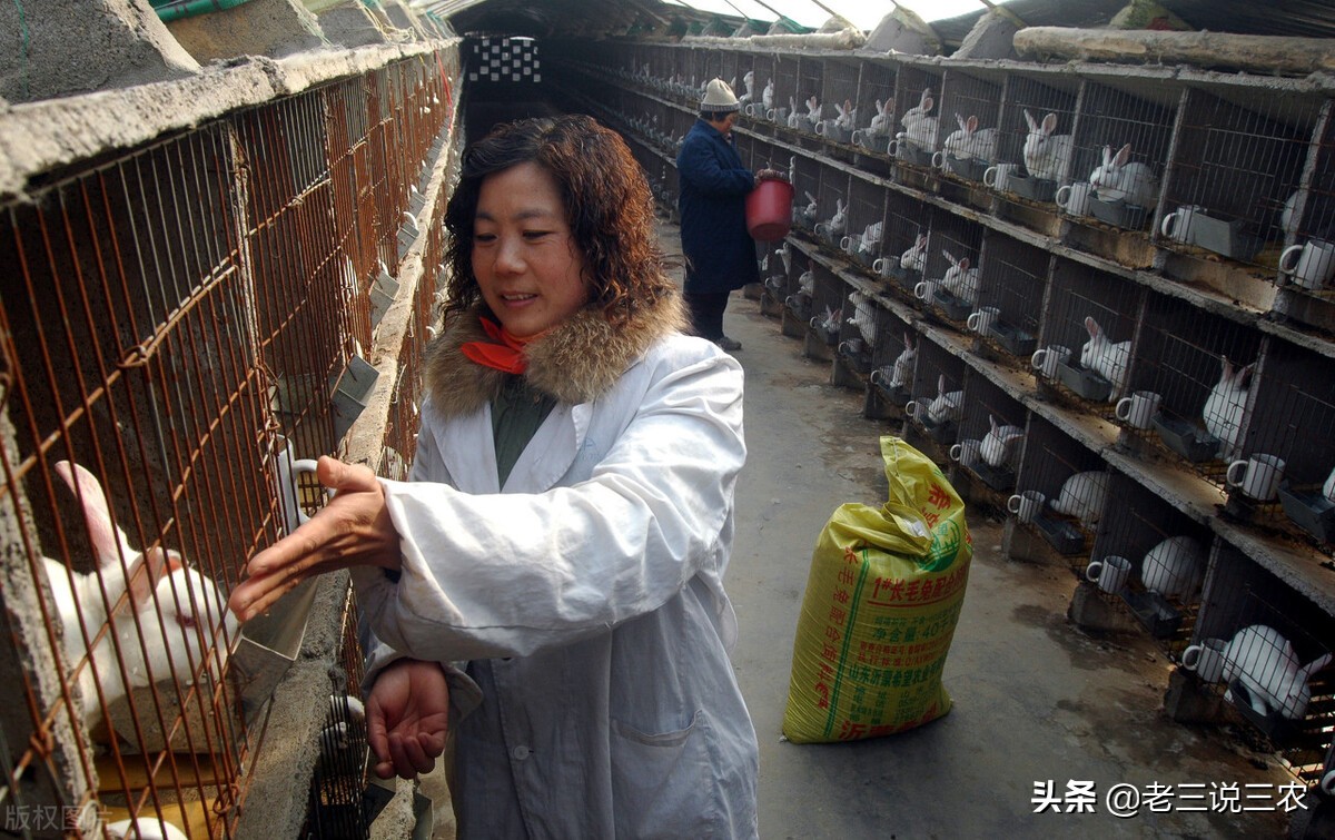 养兔技术喂兔用的主要能量饲料,能让兔子长得又快又好的饲料配方