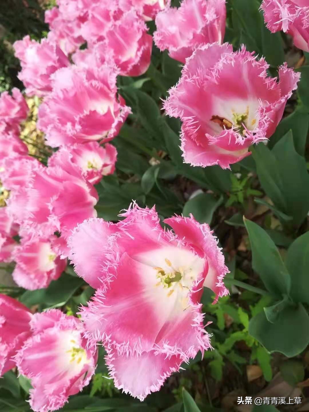 开封天波杨府最新视频,开封天波杨府表演时间