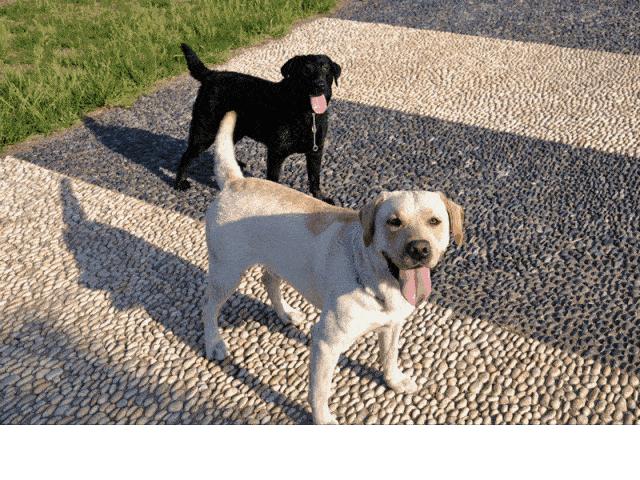 狗狗不能吃的水果清单表,狗狗不能吃的食物完整版