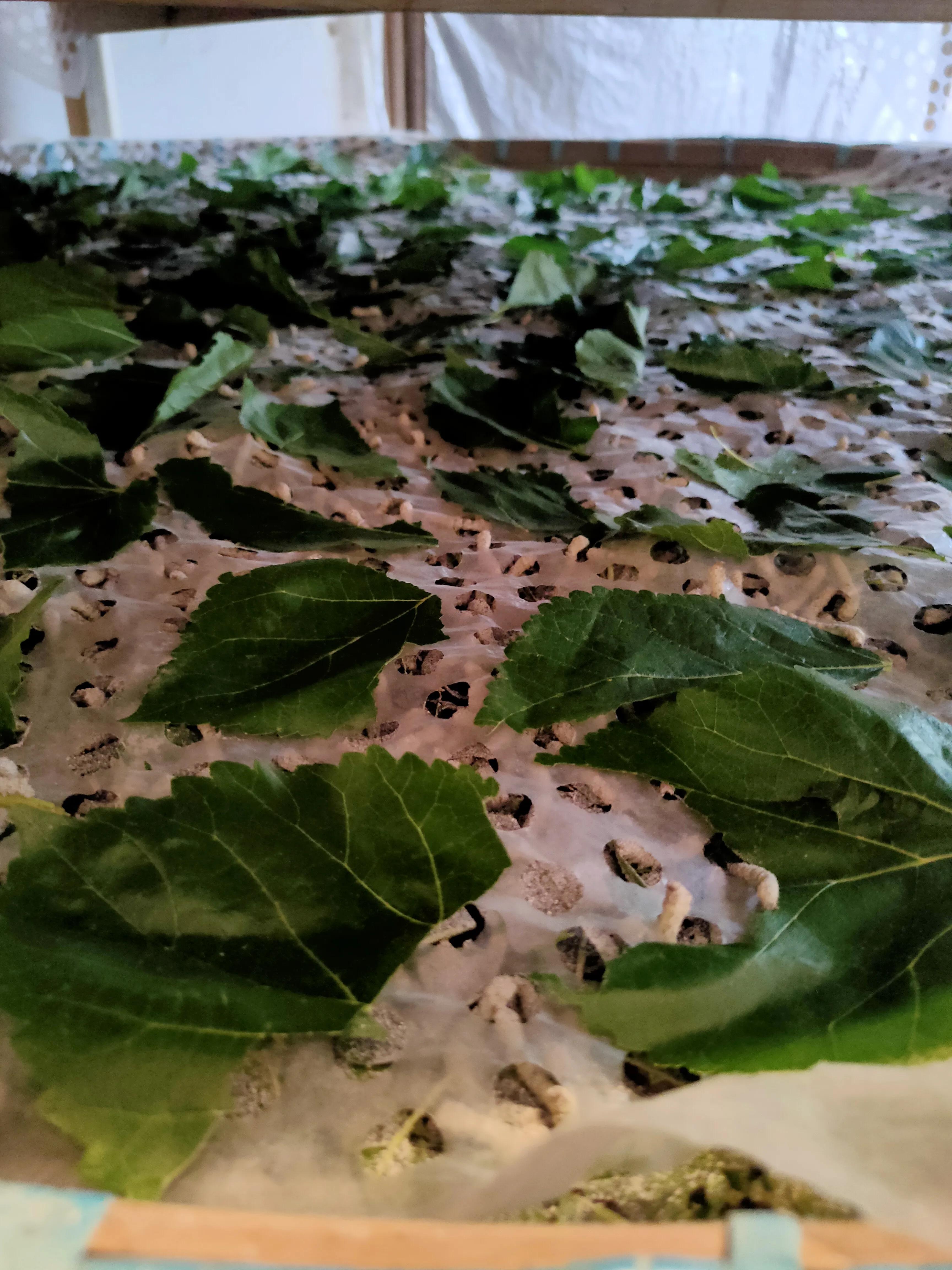 作为一个土生土长的中国人的感受,作为一名地地道道的农村人