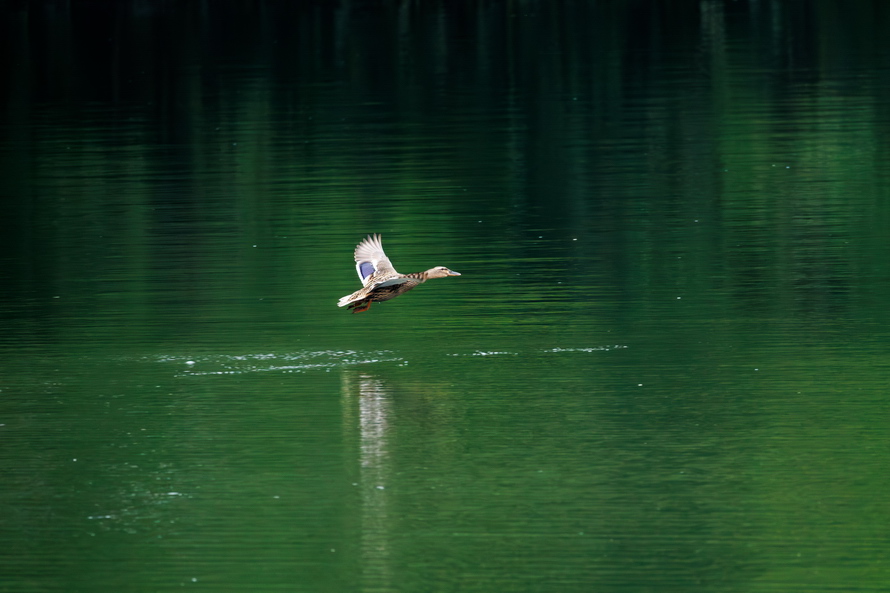 佳能eosr8打鸟,佳能eosr8拍视频变焦