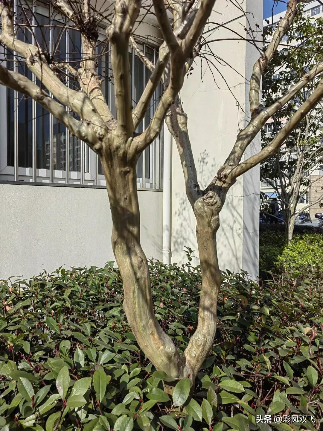 紫薇树图片,紫薇星