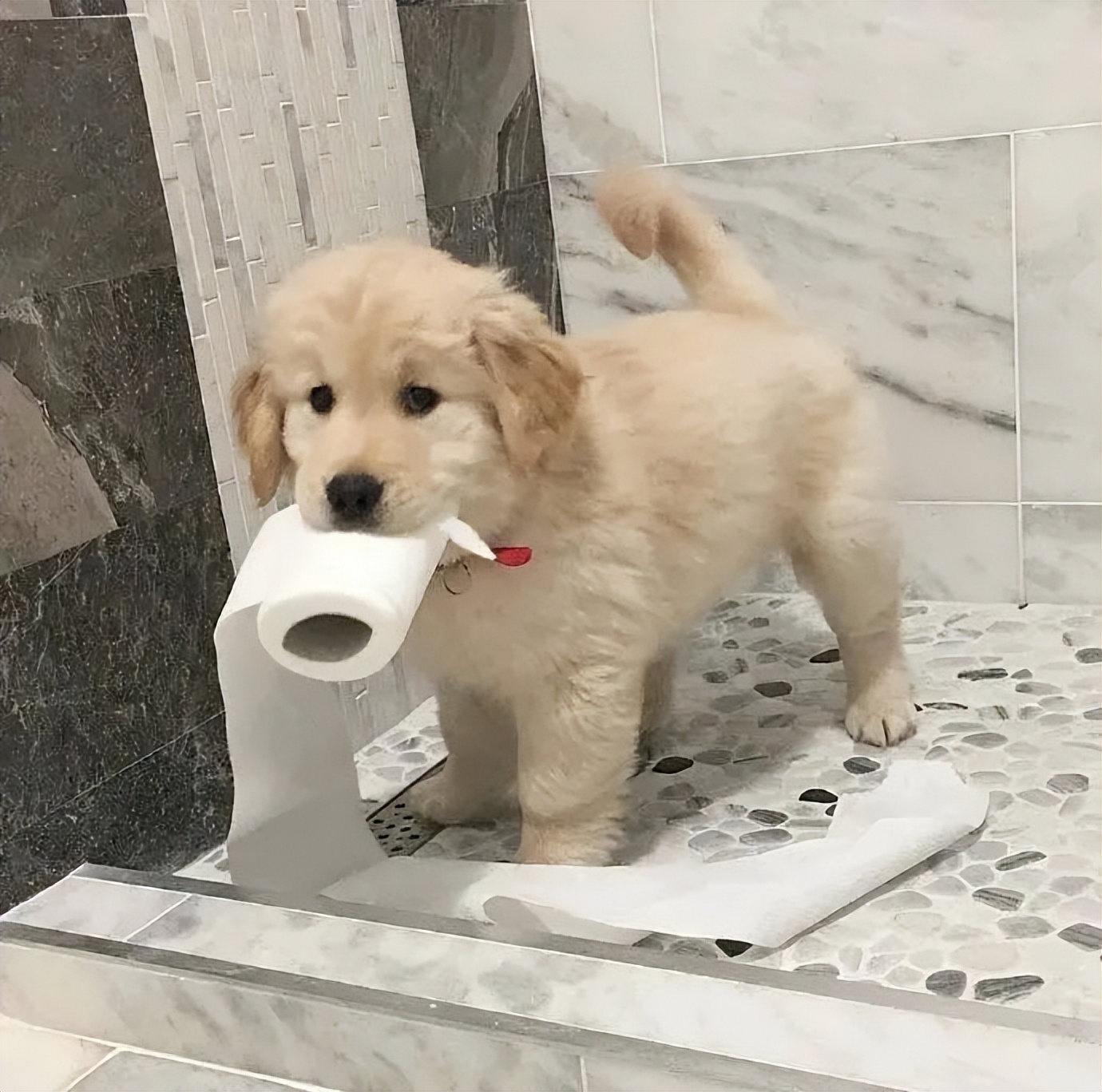 裸体金毛误闯地铁站被揪住耳朵：大哥！头发扎得有点紧了！