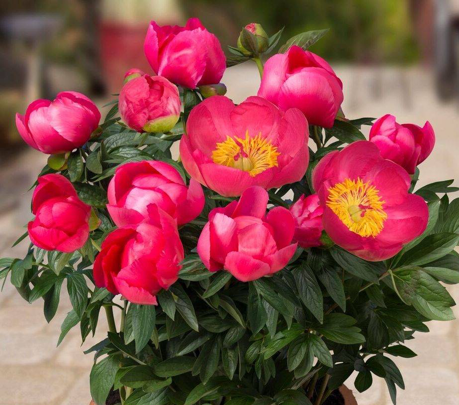 春季买花，“5个坑”要避开，长不旺养不活属于乱花钱