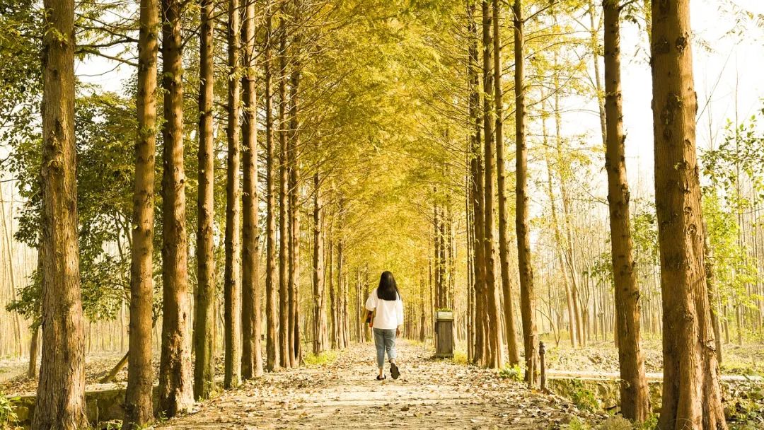 起起落落十年,网文作者的巅峰之作