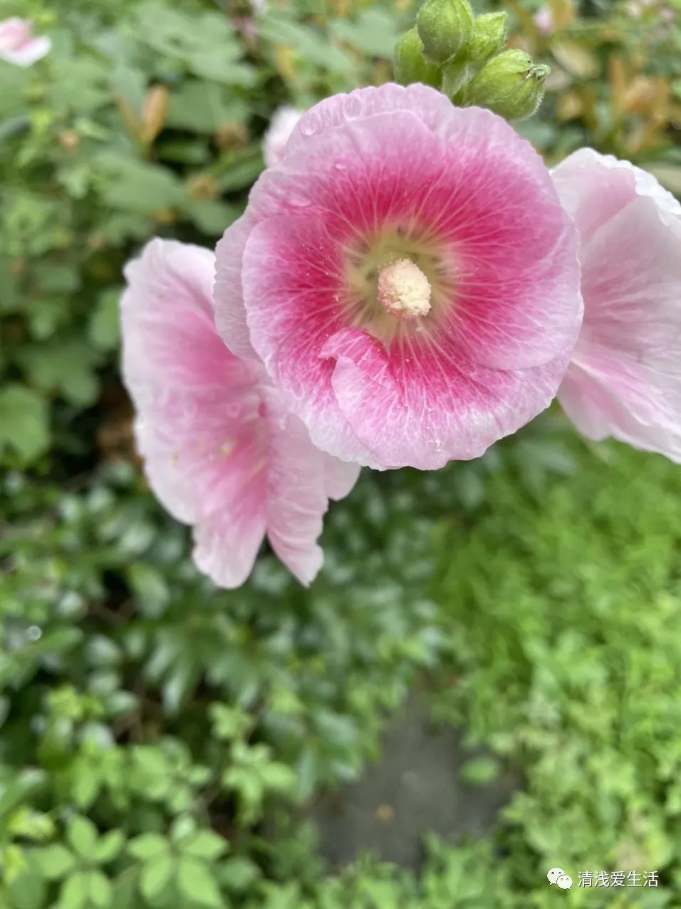 耐高温耐寒的一年四季开花的花卉,耐高温开花多的花卉