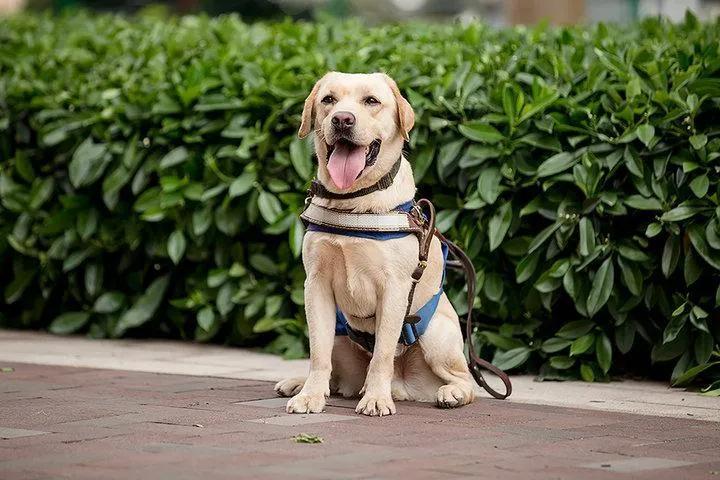 用了上百年的导盲犬，被网友们喷成了一场*局骗**，且不如电子盲杖？