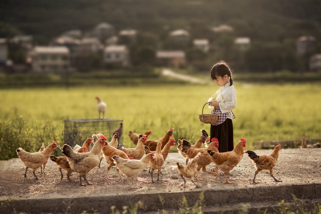 陶渊明田园诗六首,陶渊明的六首田园诗