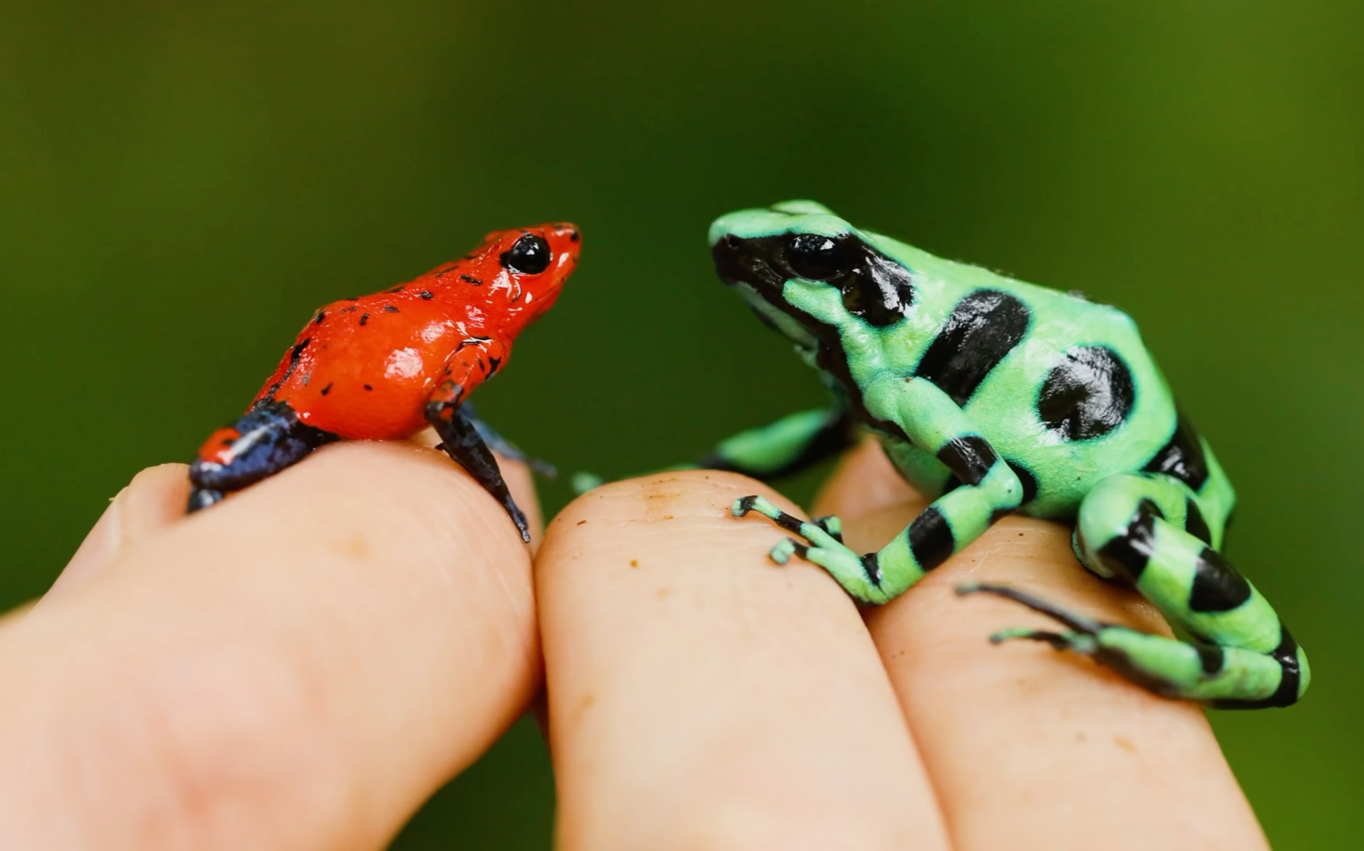 箭毒蛙为什么成为濒危动物,箭毒蛙世界上最毒的蛙