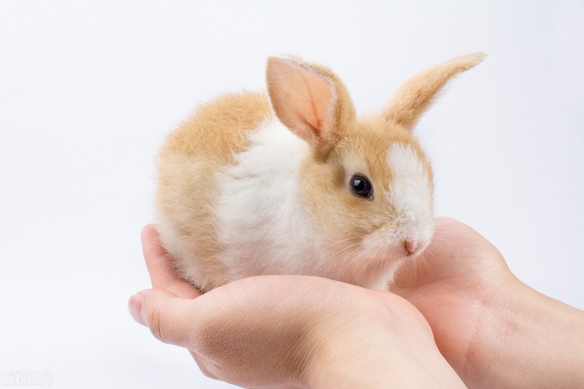 三分钟带你了解兔子解剖,三分钟带你了解bim