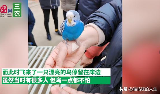 老人去世小鸟飞进屋是什么征兆,老人去世飞来小鸟是什么寓意