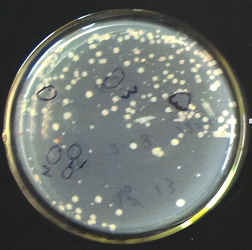 猪源链球菌的分离鉴定