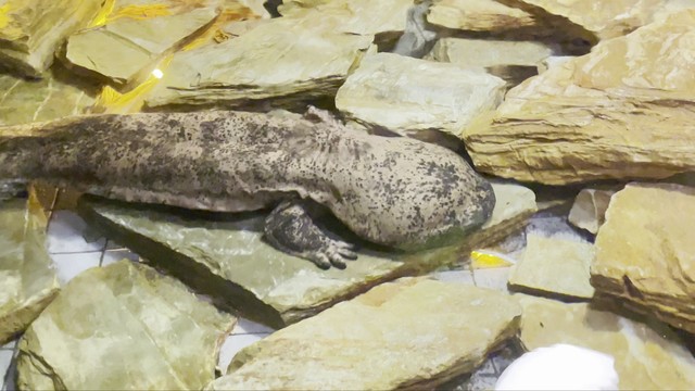 养100只娃娃鱼一年能挣多少钱,养娃娃鱼赚不赚钱