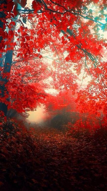 散文：金秋如诗，时光简静，人到中年，流年染香