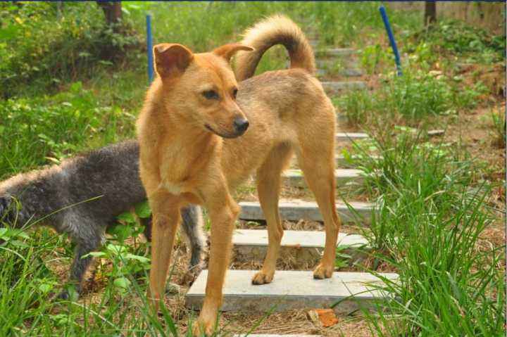 养了八年的土狗能卖掉吗,为什么有人收购十年以上的土狗