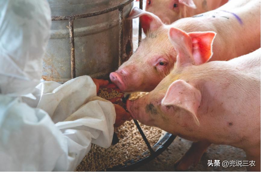 毛猪怎么赚钱的,现在毛猪十元一斤能挣多少钱
