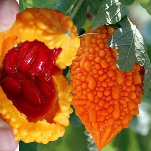 100多种罕见水果欣赏,100种罕见水果名字