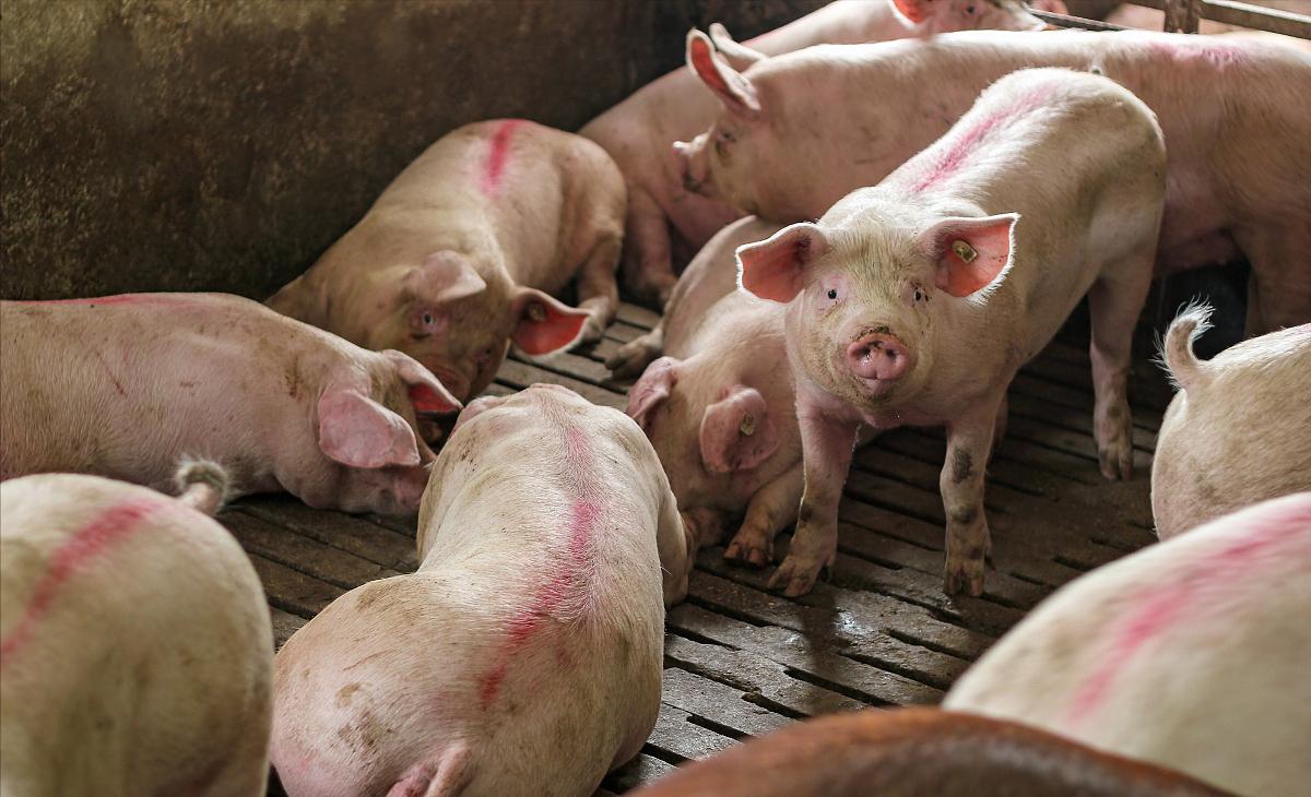 今日猪价未来5-10天猪价预测,猪价涨不停5月份猪价走势如何