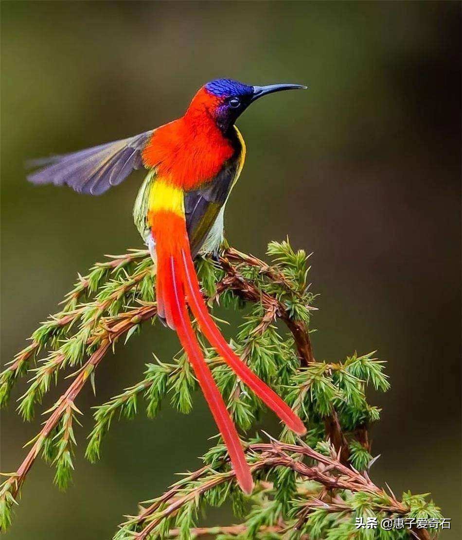 最好的咏鸟诗十首,历代名人咏鸟诗词