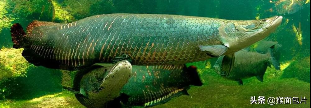 亚马逊雨林生存100天,亚马逊雨林生存楚河