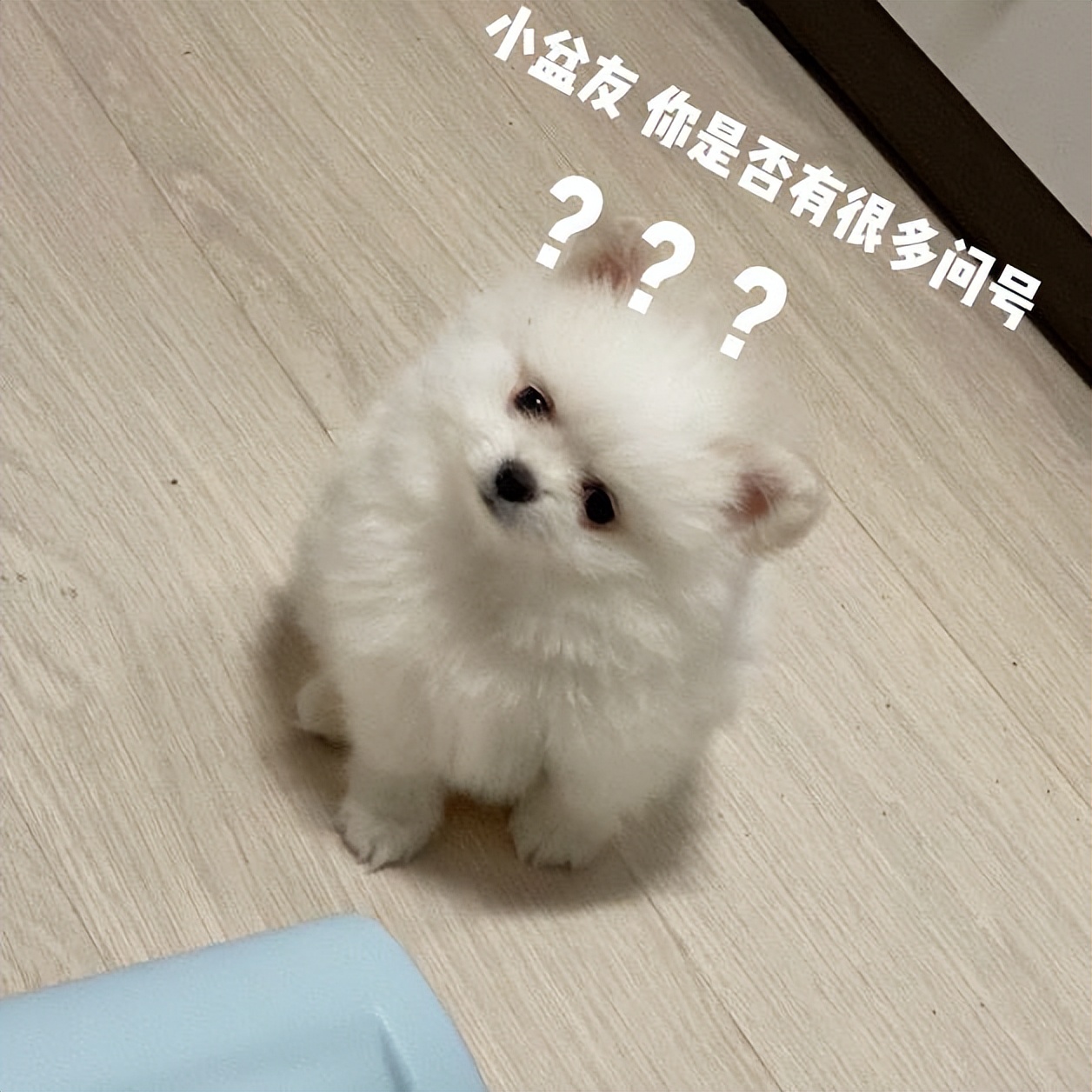 博美有泪痕怎么洗掉呢图片,博美有泪痕吃什么药可以解决