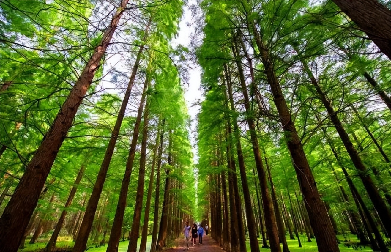 江苏值得旅游的地方,江苏哪些地方值得去旅游