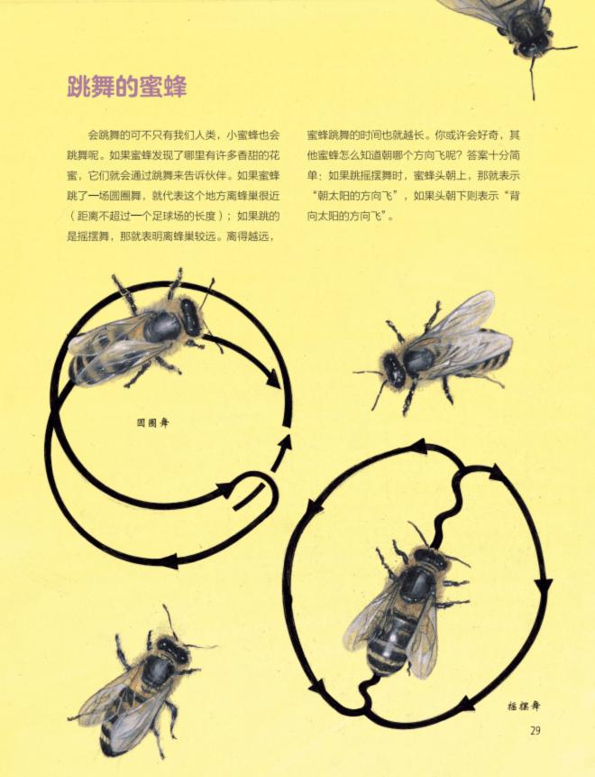 中国最大蜜蜂蜂巢,蜜蜂最高能飞几楼