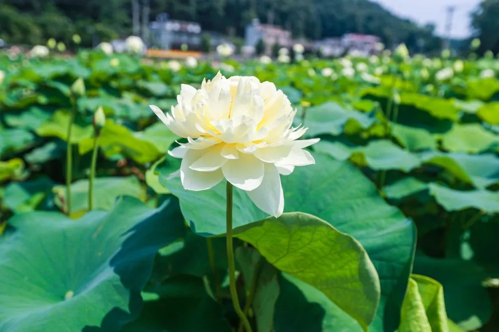 咸宁周边避暑胜地亲子游,湖北咸宁周边避暑