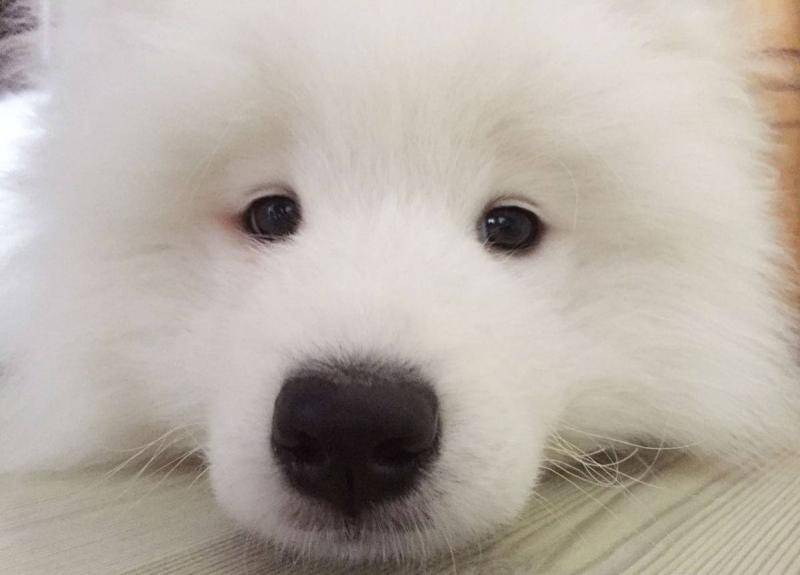 狗狗叫声的含义,狗狗的叫声像哭一样怎么回事