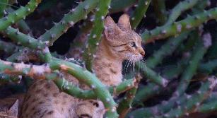 什么猫咪和英短合得来,猫咪长毛英短怎么区分公母